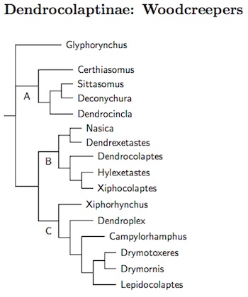 Dendrocolaptinae
