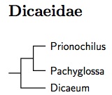 Dicaeidae tree