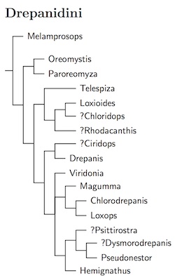 Click for Drepanidini species tree
