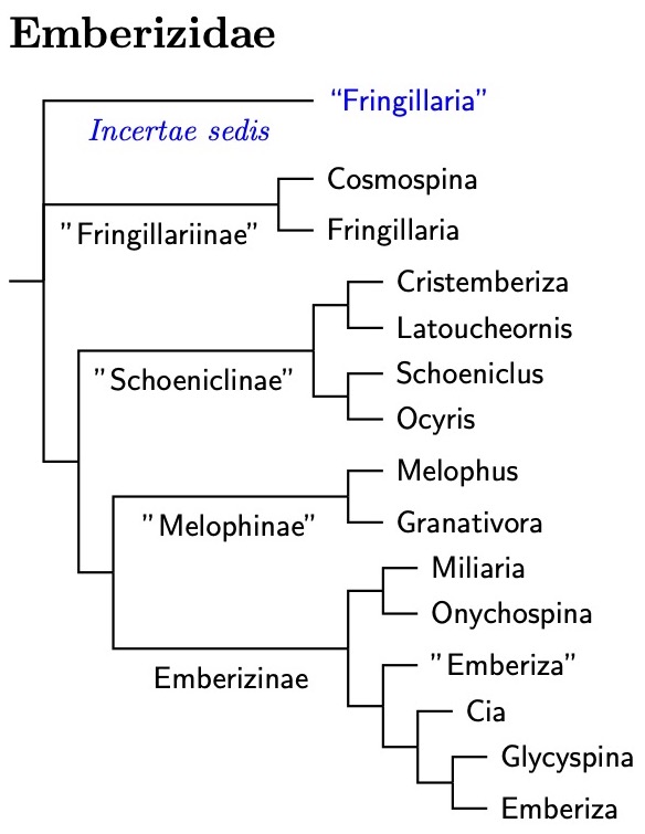 Emberizidae tree