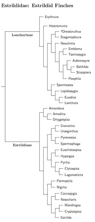 Estrildidae tree