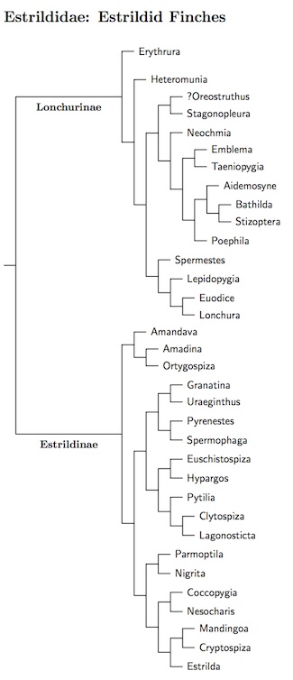 Estrildidae tree