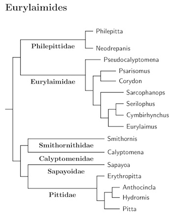 Click for Eurylaimides tree
