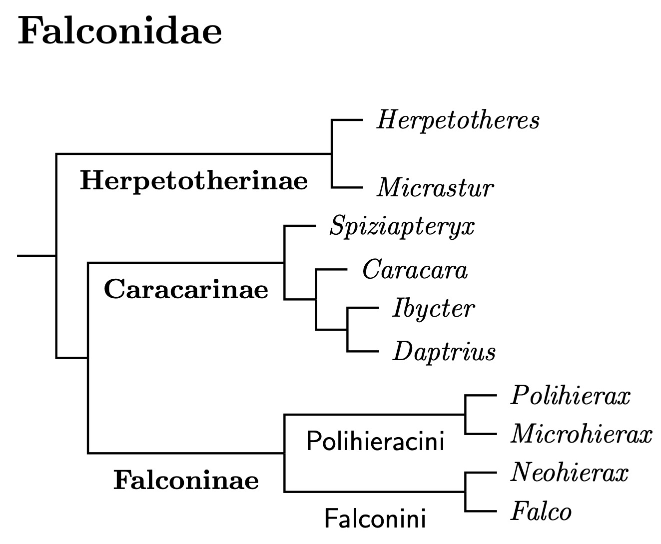 Click for Falconidae tree