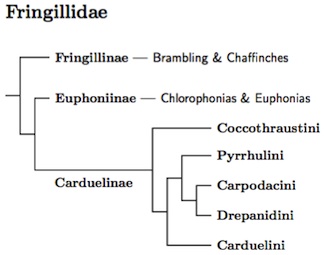 Fringillidae tree