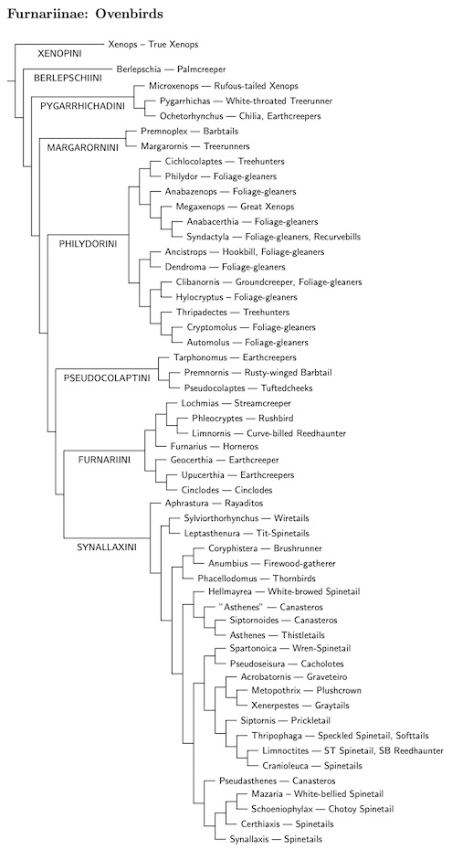 Click for old Furnariinae tree