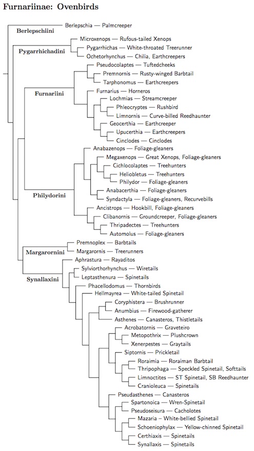 Old Furnariinae tree