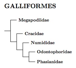 Galliformes
