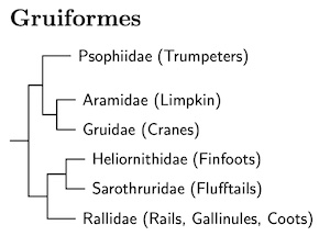 Gruiform Family Tree