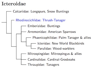 Icteroidae tree