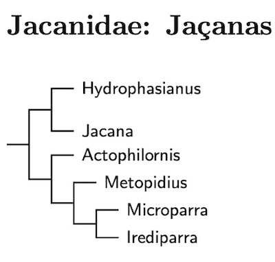 Click for Jacanidae species tree