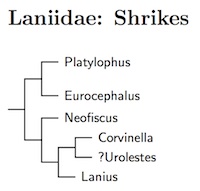 Laniidae tree