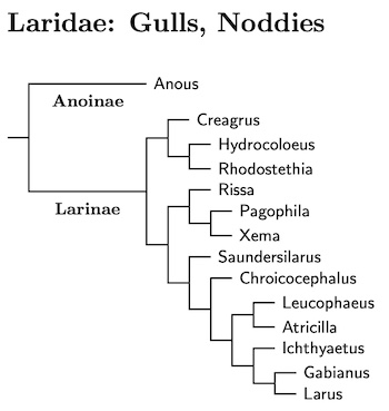 Click for Laridae species tree