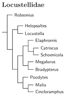 Click for Locustellidae species tree