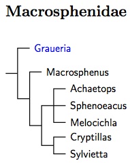 Macrosphenidae tree