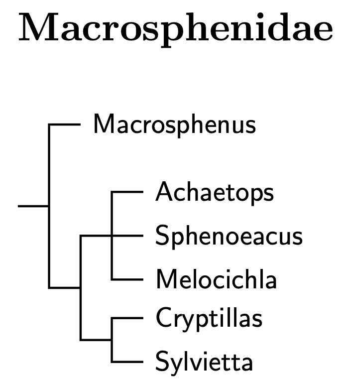 Click for Macrosphenidae tree