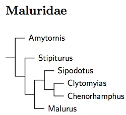 Maluridae