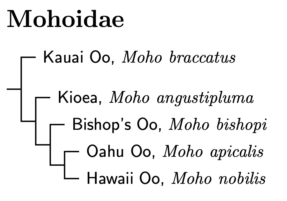 Mohoidae