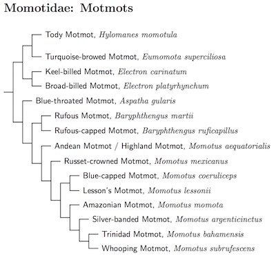 Momotidae tree