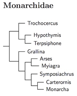 Click for Monarchidae species tree