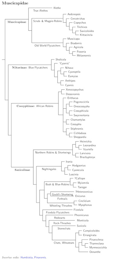 Muscicapidae tree