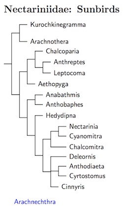 Nectariniidae tree