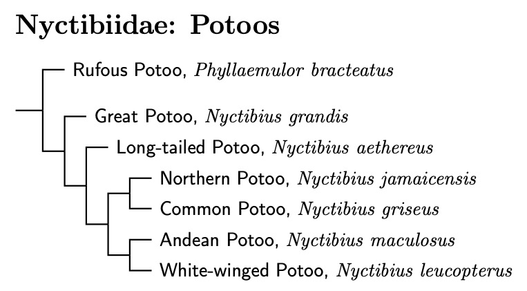 Caprimulgidae tree