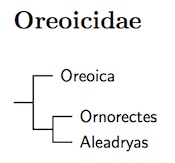 Oreoicidae genus tree