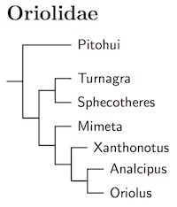 Click for Oriolidae species tree