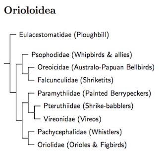 Click for Orioloidea genus tree