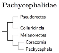 Click for Pachycephalidae species tree