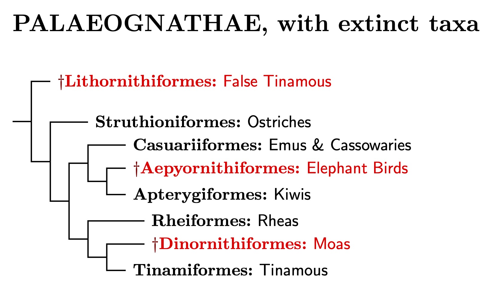 Palaeognathae tree