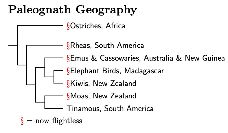 Paleognath Geography