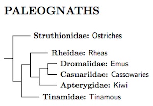 Paleognath tree