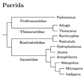 Parrida family and genus tree