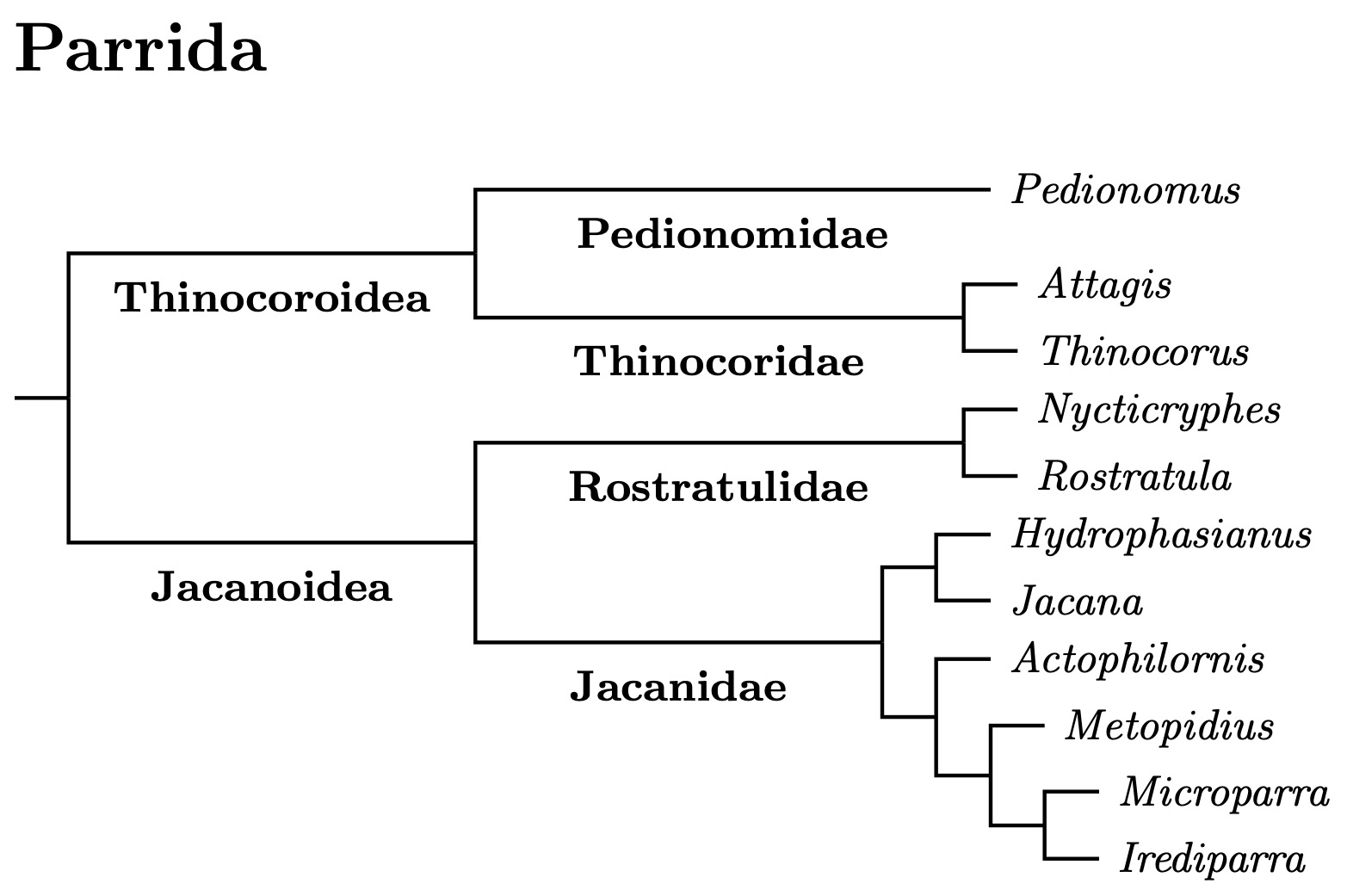 Parrida family and genus tree