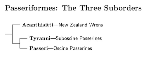 The Three Passerine Suborders
