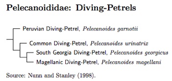 Pelecanoididae tree