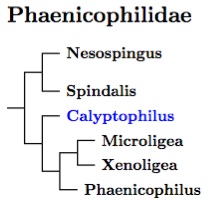 Phaenicophilidae tree