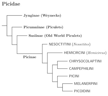 Picadae tree