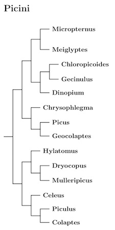 Picini tree