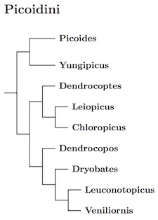 Picini tree