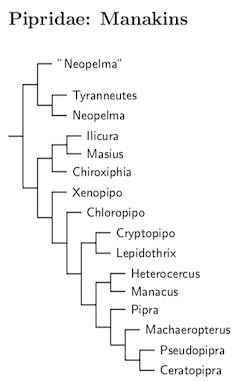 Click for Pipridae tree