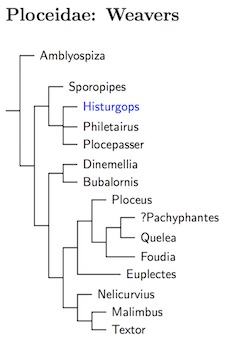 Ploceidae tree