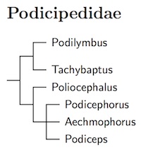 Podicipedidae tree