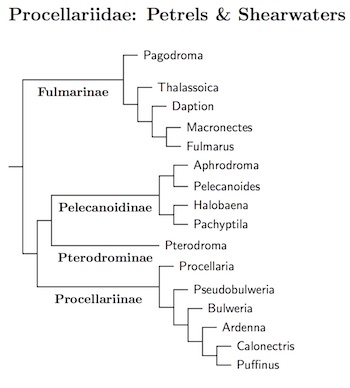 Click for Procellariidae tree