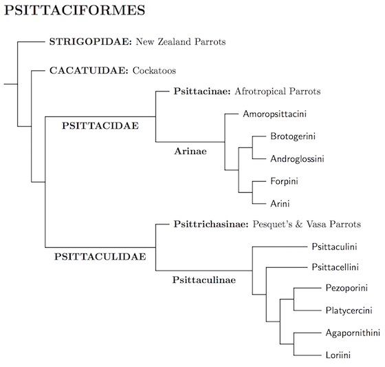 Psittaciformes