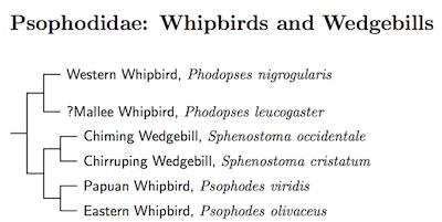 Psophodidae species tree