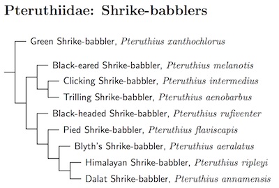 Pteruthiidae species tree