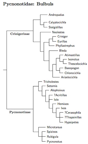 Pycnonotidae tree